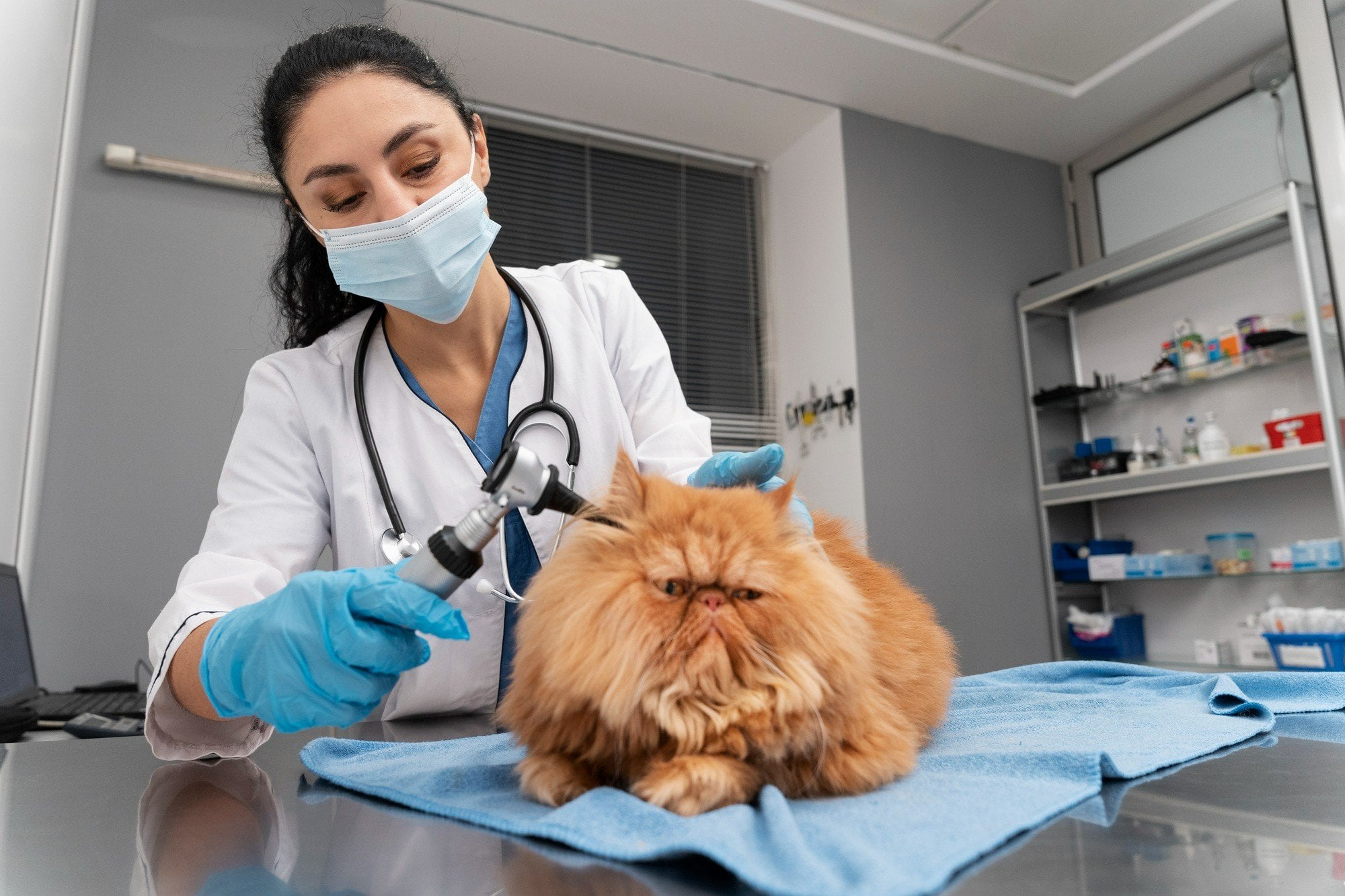 Veterinária da Rede Pop Coimbra examinando um gato no consultório